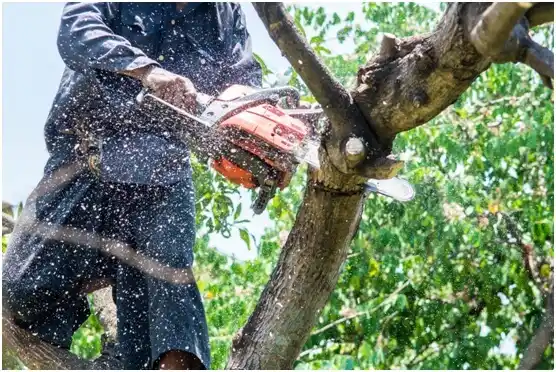 tree services Nelsonia